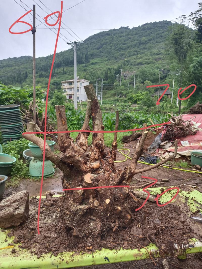 精品映山红