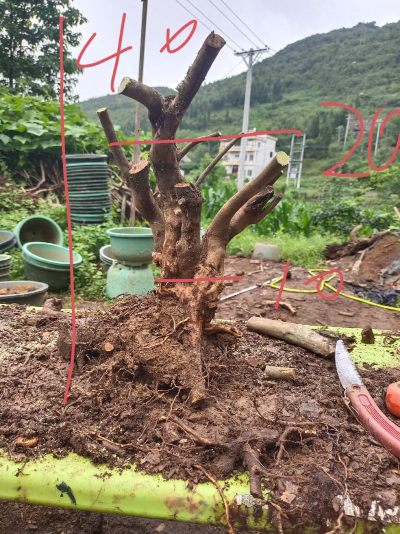 精品映山红