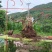 精品映山红