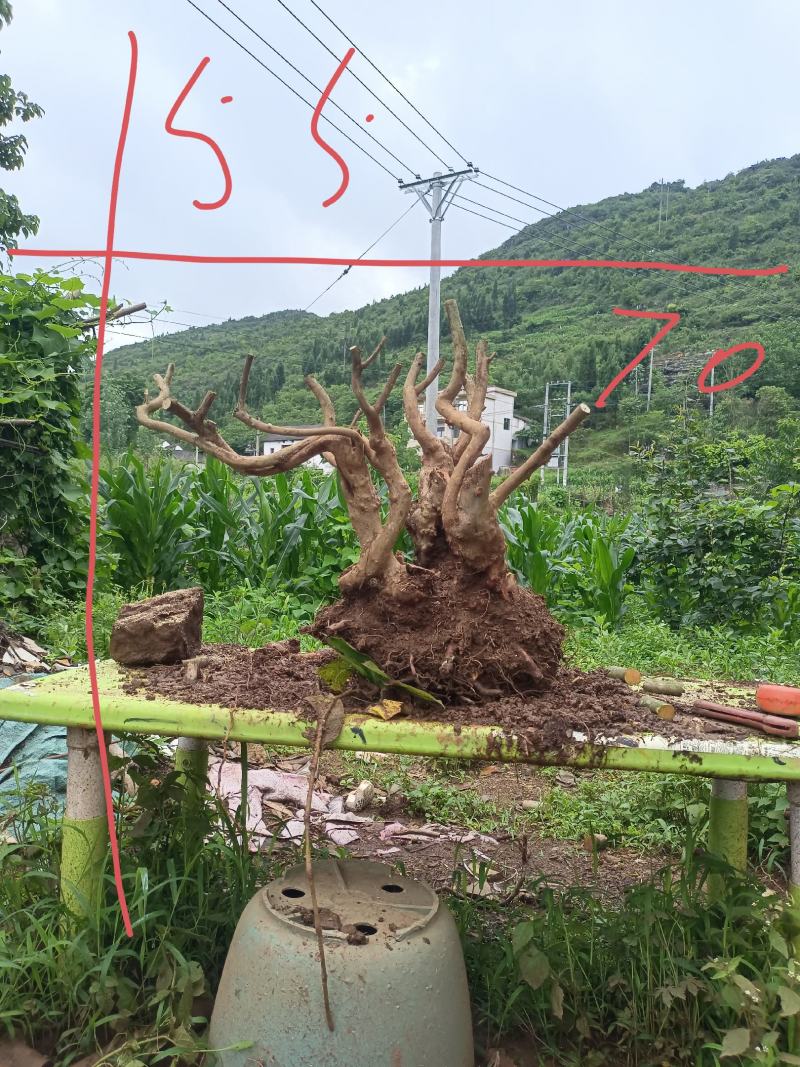 精品映山红
