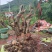 精品映山红