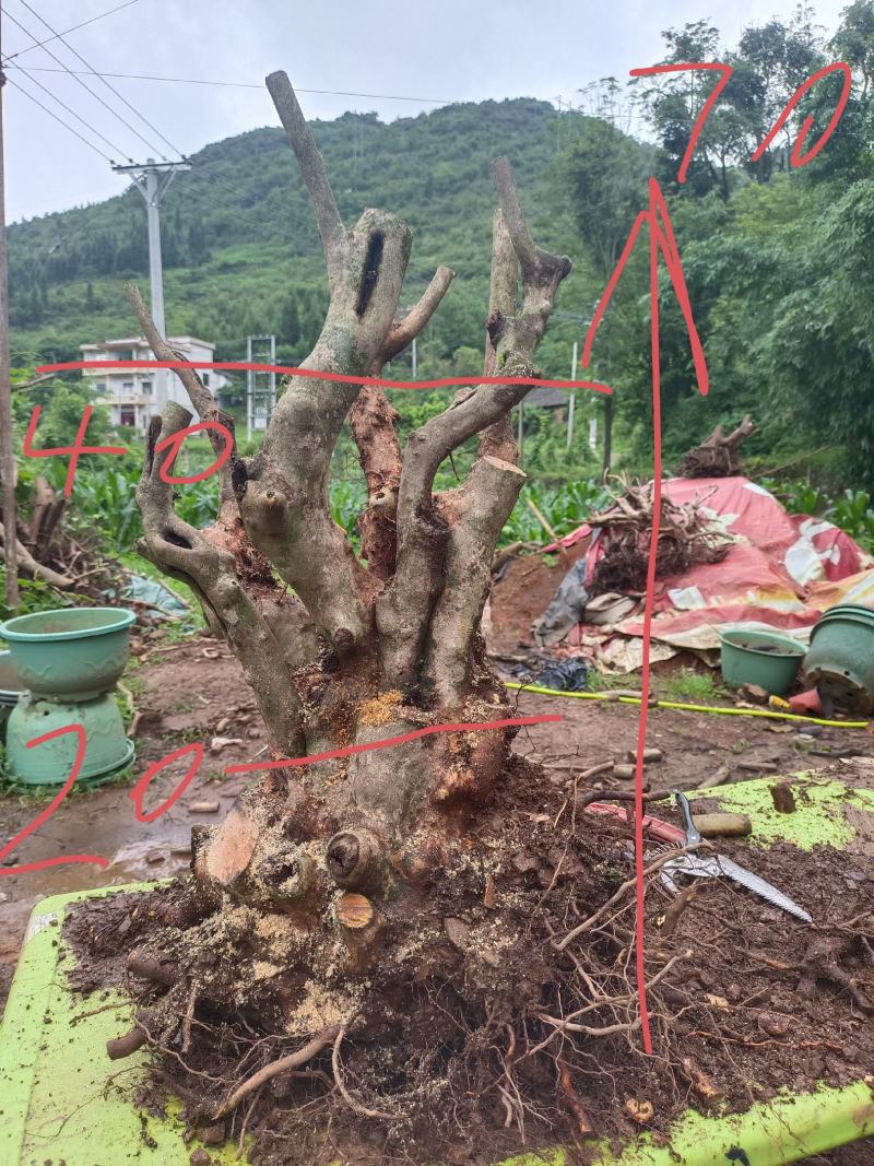 精品映山红