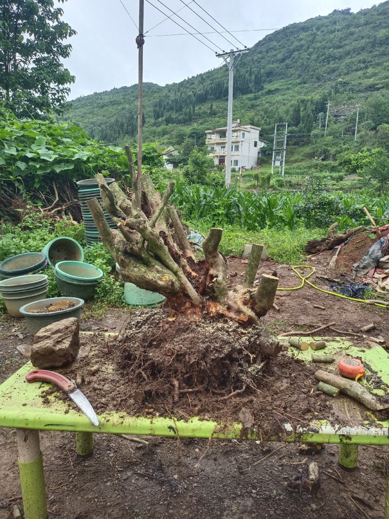 精品映山红