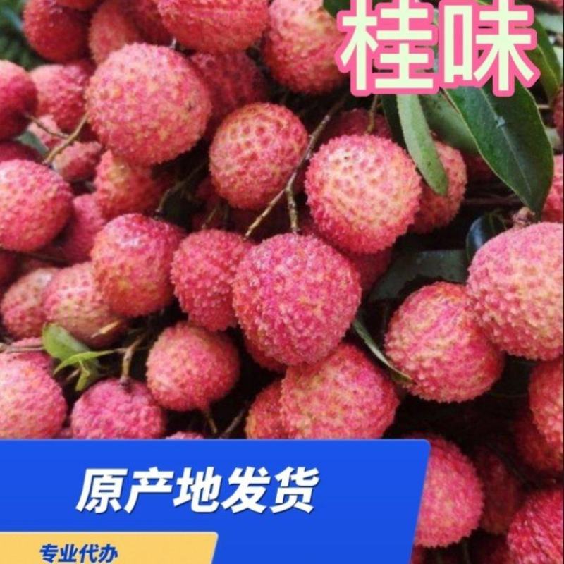 桂味荔枝原产地直供细核.肉质爽脆、清甜、