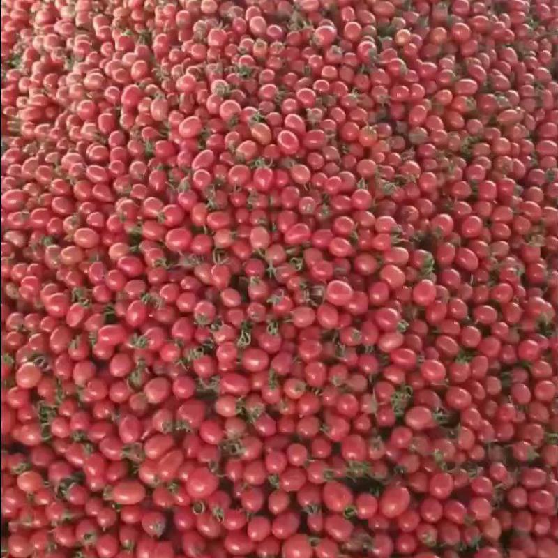山东千禧圣女果贝贝圣女果大量供应电商，社区团购