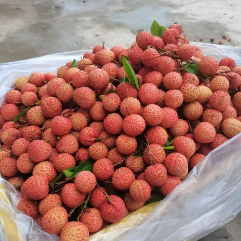 桂味荔枝荔枝核小原产地直发专业代办