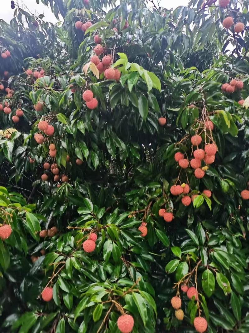 桂味荔枝荔枝核小原产地直发专业代办