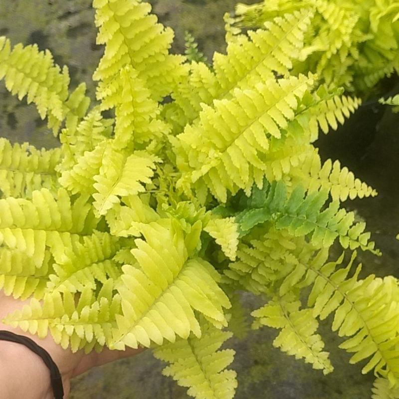 黄金波斯顿