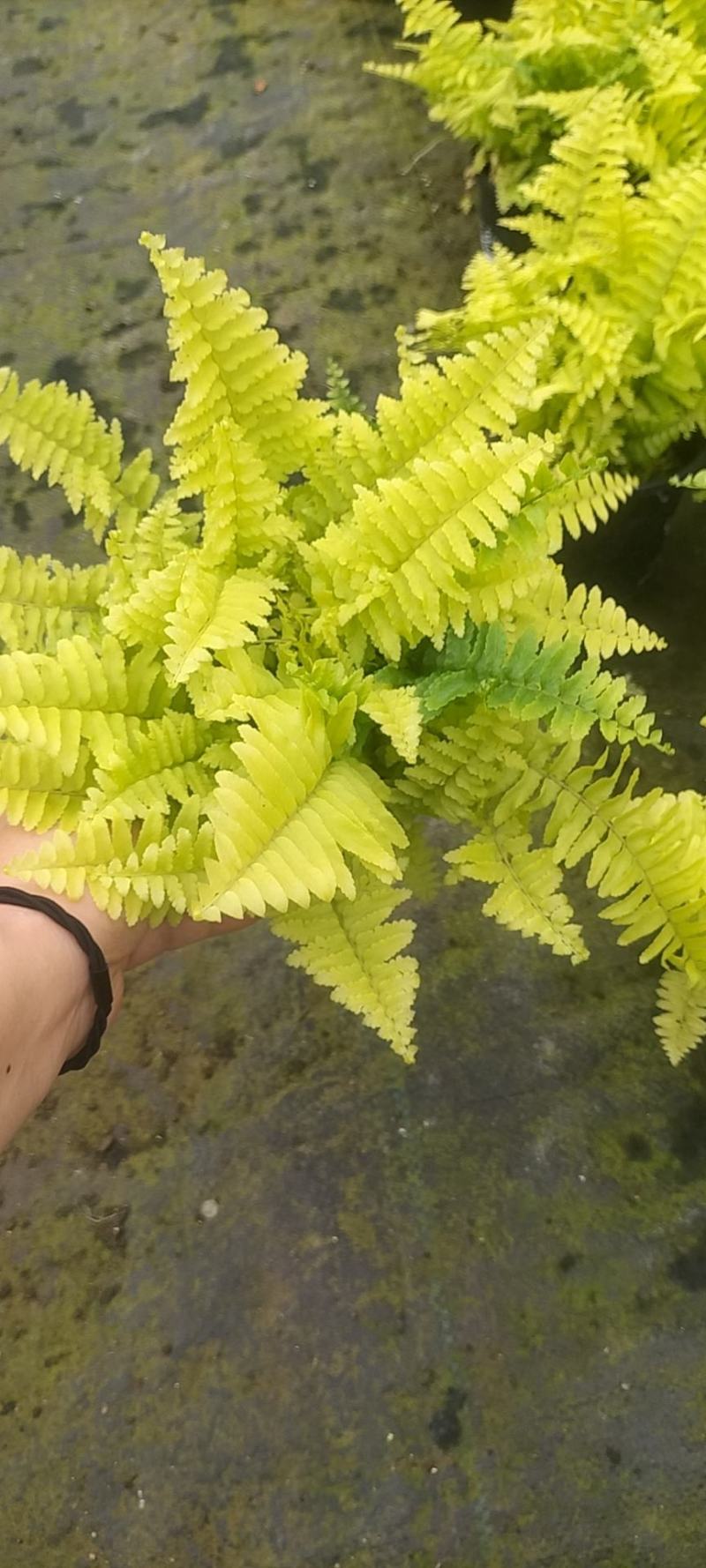 黄金波斯顿