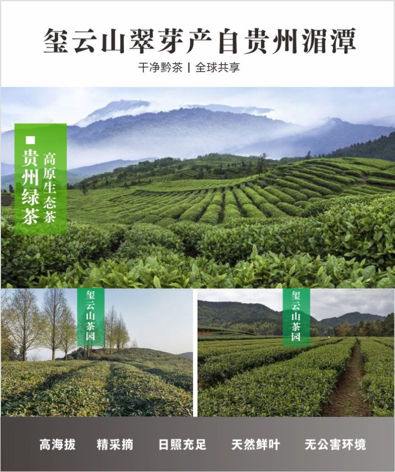 贵州茶，绿茶，明前福鼎翠芽，厂家直接供应