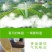 贵州茶，绿茶，明前福鼎翠芽，厂家直接供应