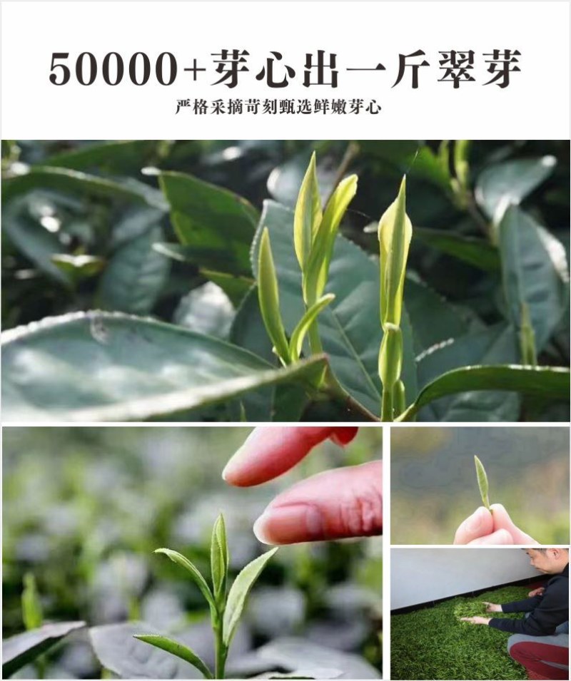 贵州茶，绿茶，明前福鼎翠芽，厂家直接供应