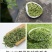 贵州茶，绿茶，明前福鼎翠芽，厂家直接供应