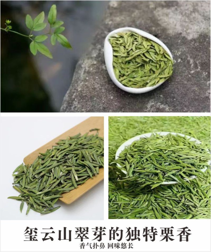 贵州茶，绿茶，明前福鼎翠芽，厂家直接供应