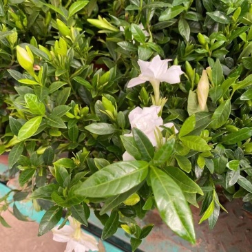 栀子花