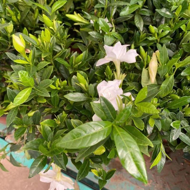 栀子花