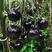 黑珍珠番茄黑番茄种子紫番茄籽水果四季阳台盆栽西红柿蔬菜种