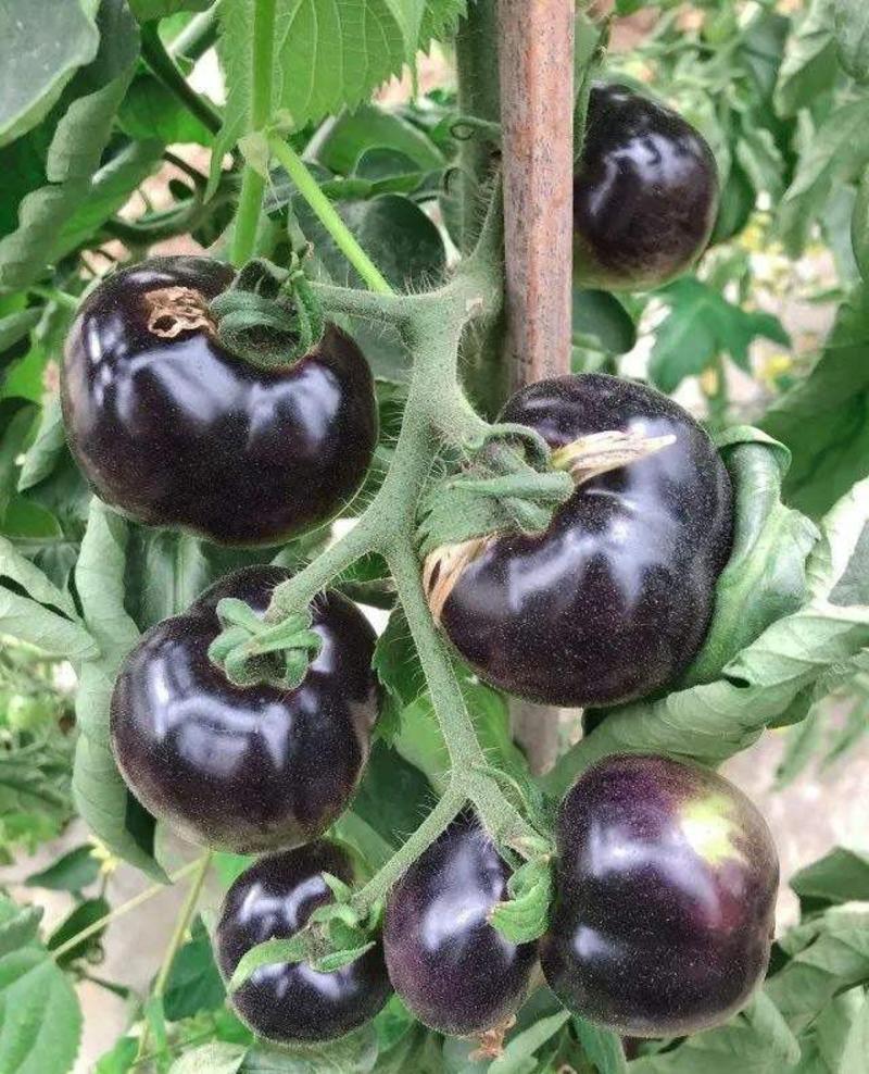 黑珍珠番茄黑番茄种子紫番茄籽水果四季阳台盆栽西红柿蔬菜种