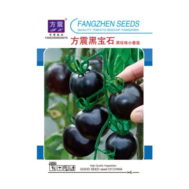 黑珍珠番茄黑番茄种子紫番茄籽水果四季阳台盆栽西红柿蔬菜种