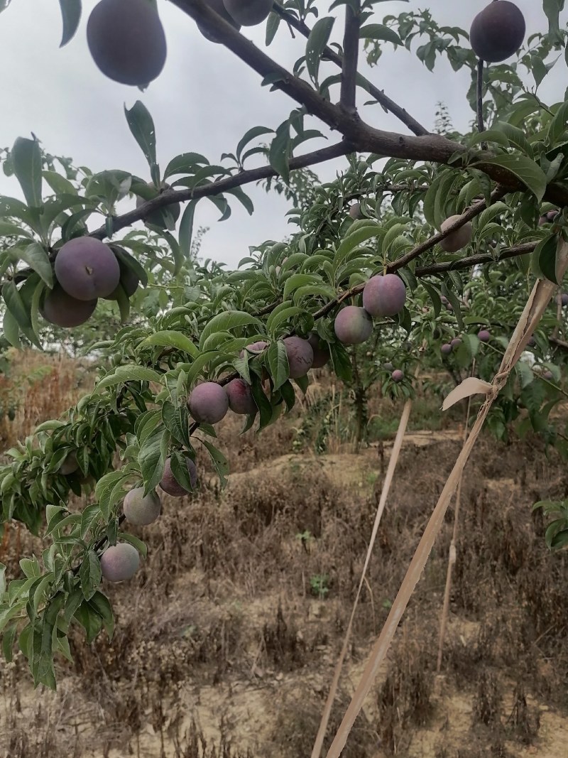 奈李，大芙蓉李，青脆，秋姬李，