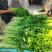 全年代收香芹水芹，大量供应精品通货全有