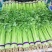 全年代收香芹水芹，大量供应精品通货全有
