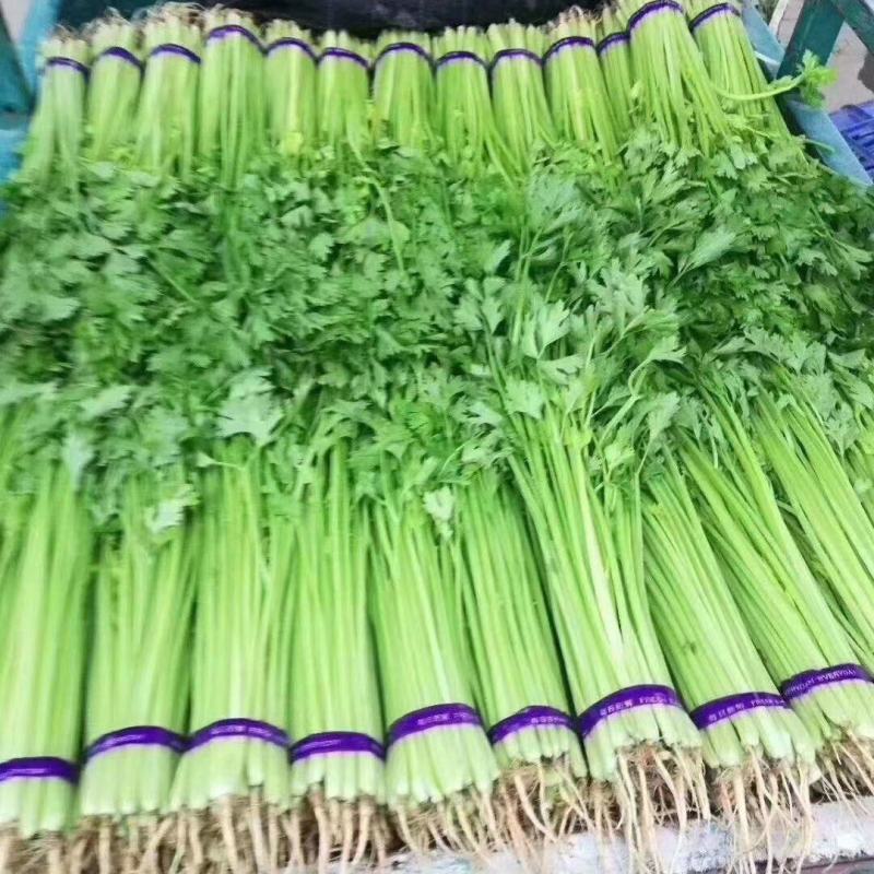 全年代收香芹水芹，大量供应精品通货全有