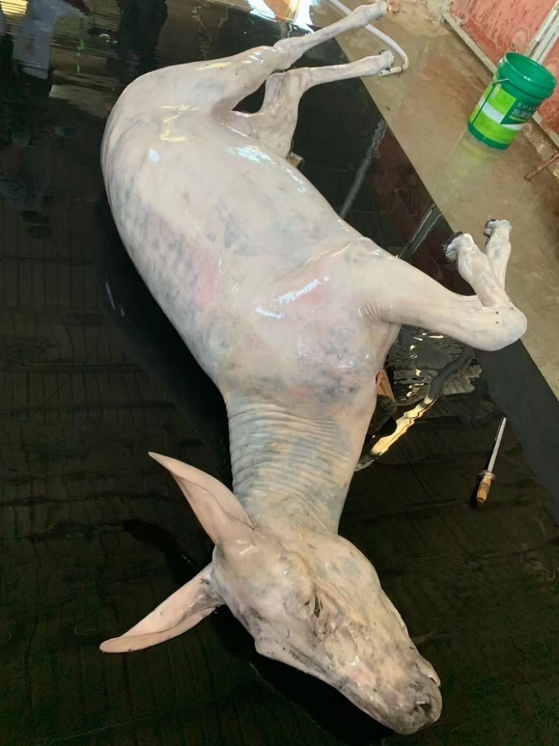 驴副产品带肉驴骨。带皮驴头。去皮驴头。驴心肝。驴蹄