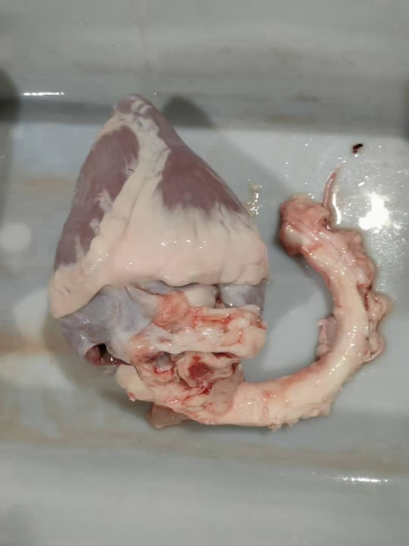 驴副产品带肉驴骨。带皮驴头。去皮驴头。驴心肝。驴蹄