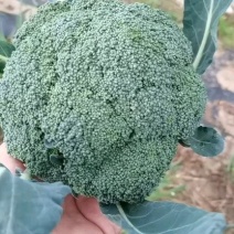 优质西兰花大量上市，产地直销，货量充足，欢迎联系
