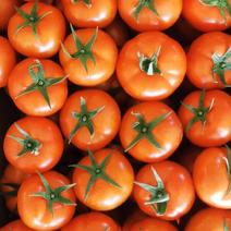 银川大红西红柿上市，产地直发，耐运输，货源充足稳定