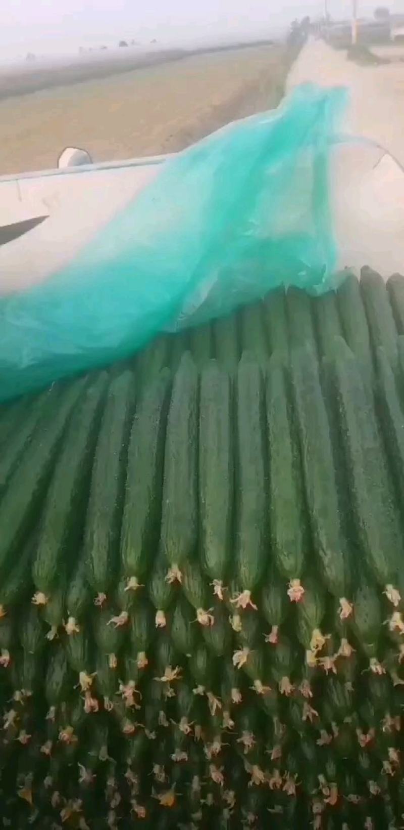 密刺黄瓜电商货，通货产地直销，量大优惠，视频看货选货