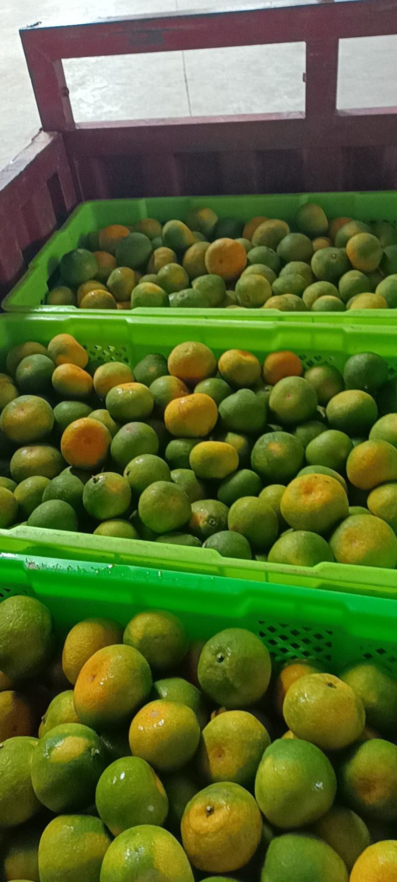 蜜橘