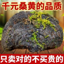 桑黄西藏批发桑黄长白山山货整枝可切片金边桑黄暴