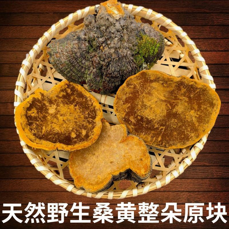桑黄西藏批发桑黄长白山山货整枝可切片金边桑黄暴