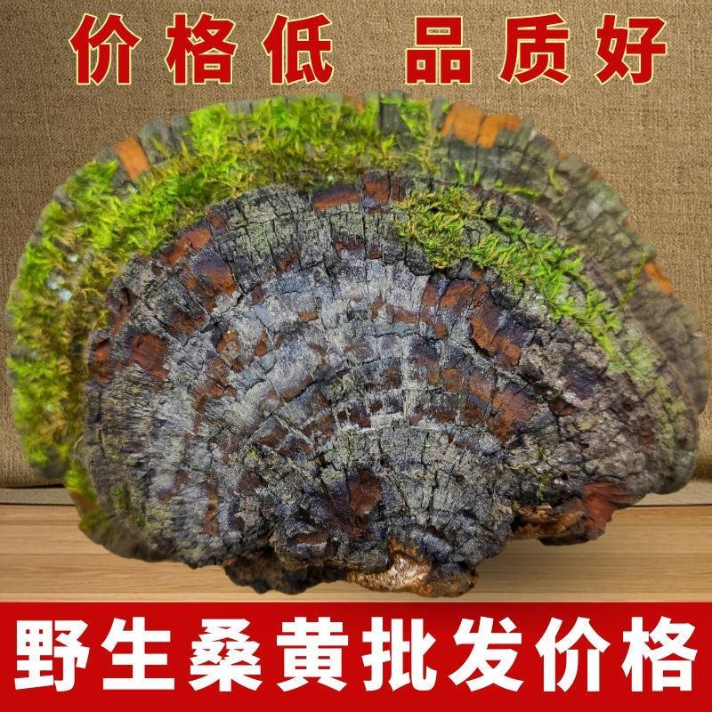 桑黄西藏批发桑黄长白山山货整枝可切片金边桑黄暴