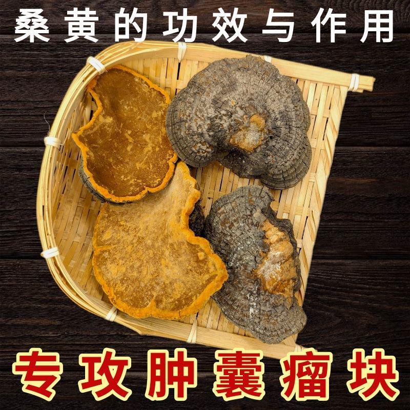 桑黄西藏批发桑黄长白山山货整枝可切片金边桑黄暴