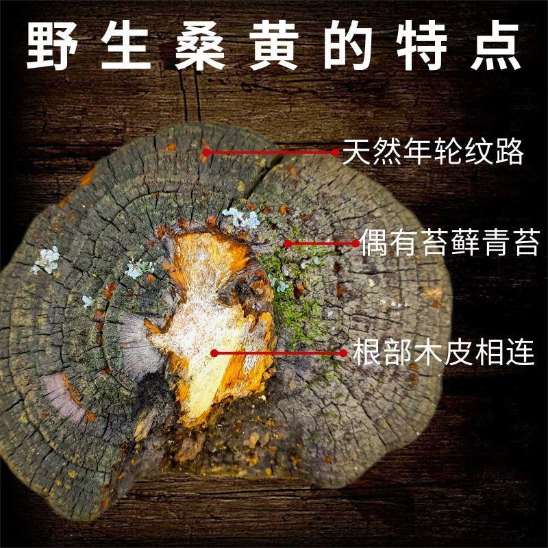 桑黄西藏批发桑黄长白山山货整枝可切片金边桑黄暴