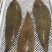 龙利鱼海捕龙利鱼鲜嫩美味刺少肉多源自深海海