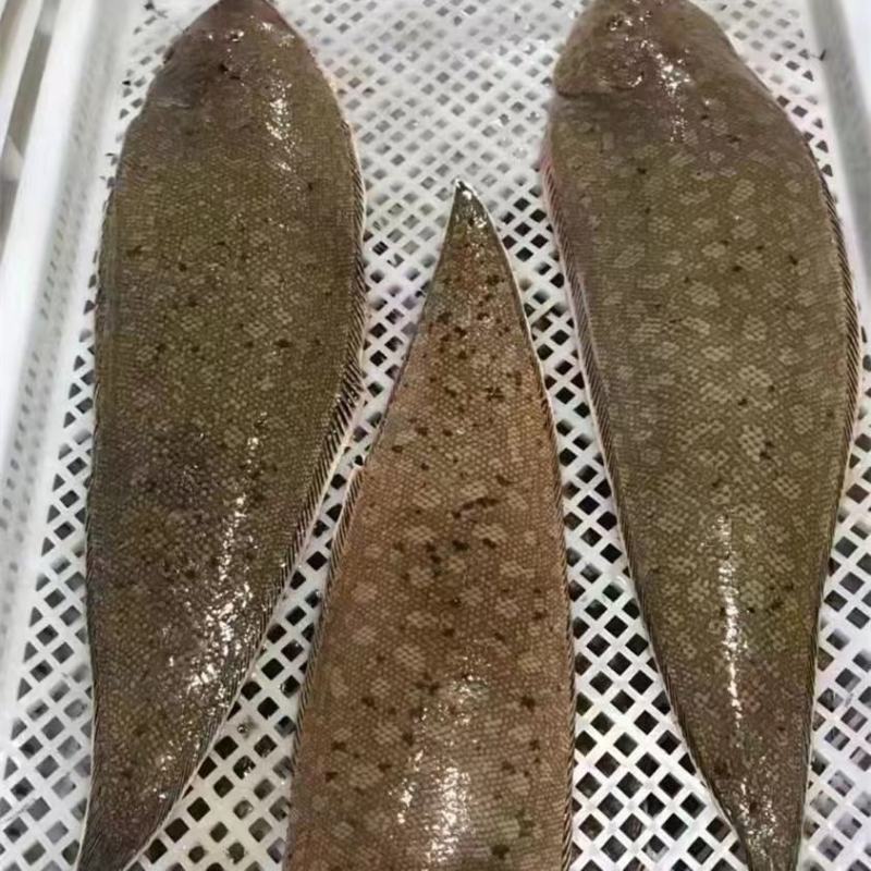 龙利鱼海捕龙利鱼鲜嫩美味刺少肉多源自深海海