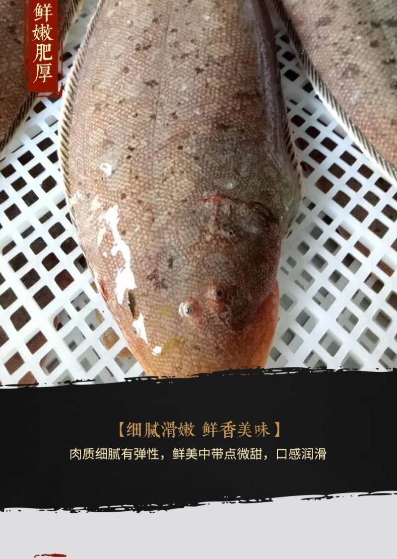 龙利鱼海捕龙利鱼鲜嫩美味刺少肉多源自深海海