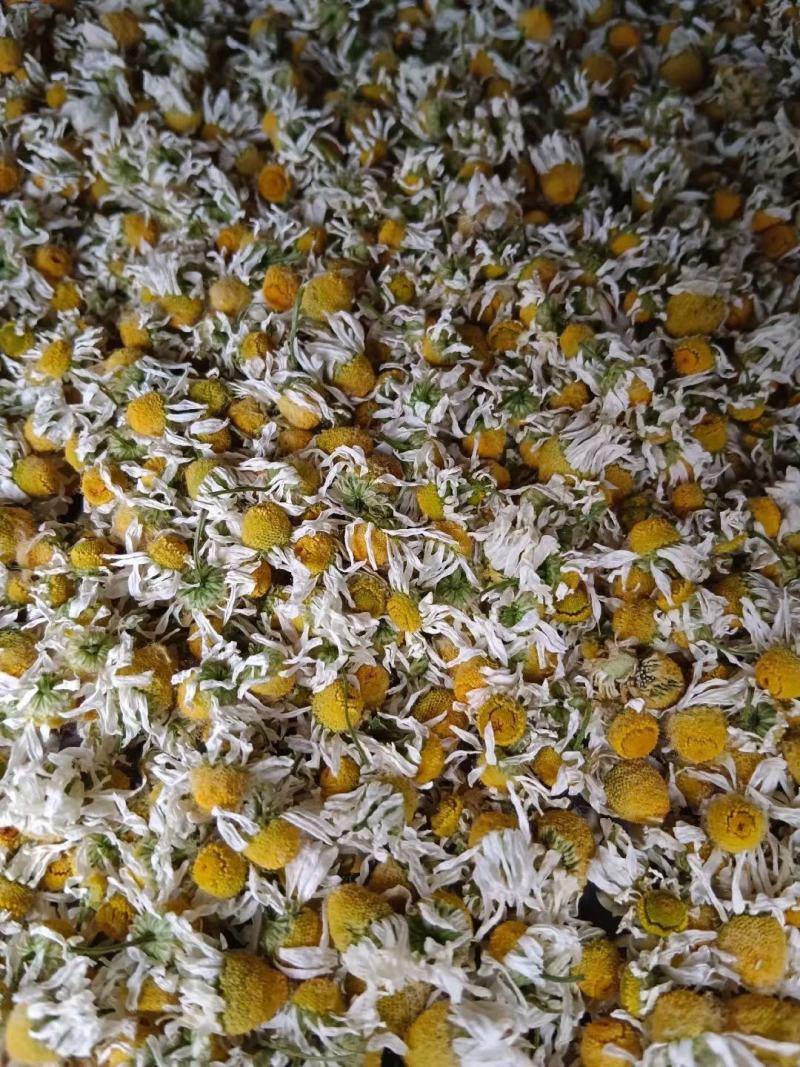 洋甘菊