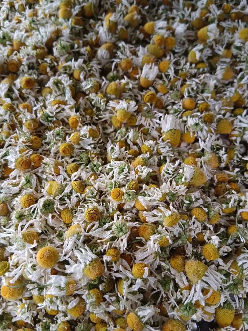洋甘菊