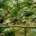 优质广佛手果苗，有货供应，有需要的老板可以联系哟！量大从