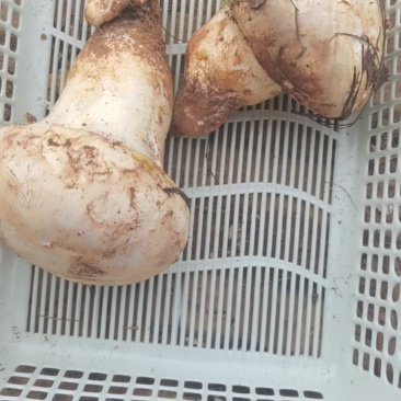 中国南华食用野生菌老人头（沙老包）