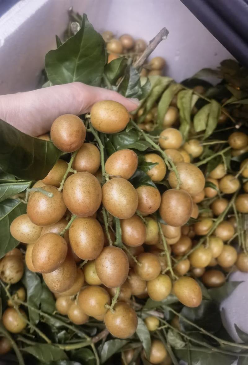 贵妃黄皮果