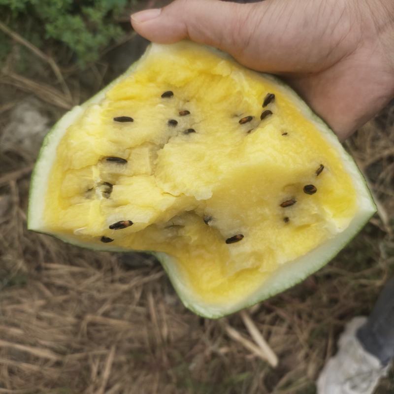 特小凤西瓜山东特小凤西瓜潍坊特小凤西瓜一手货源