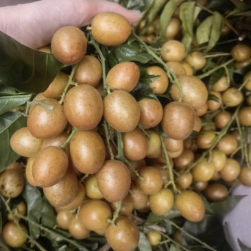 贵妃黄皮果