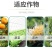 苦参碱蚜虫菜青虫白粉虱桃小食钻心虫小菜蛾绿叶蝉生物农药杀