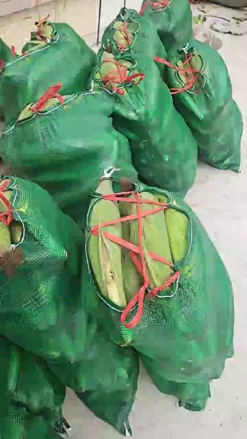 甜玉米